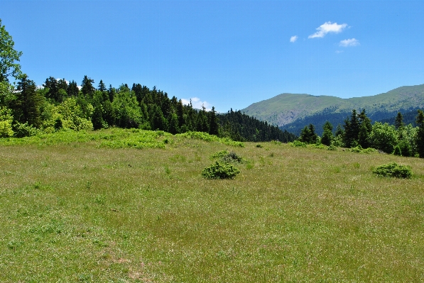 Forest grass wilderness mountain Photo