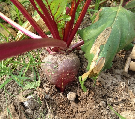 Plant farm flower food Photo