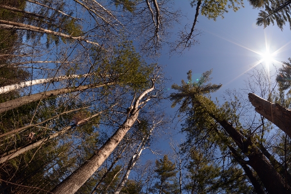 Tree nature forest outdoor Photo