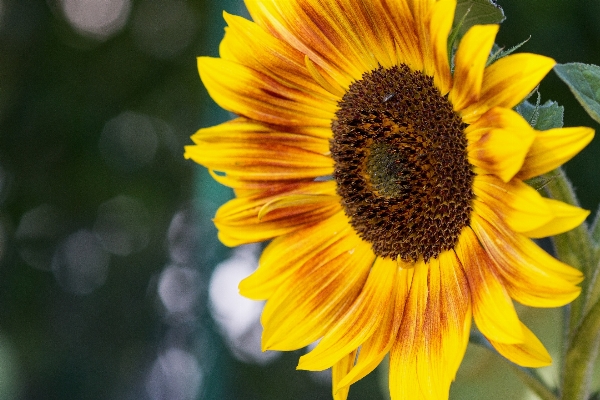 Nature blossom plant sun Photo