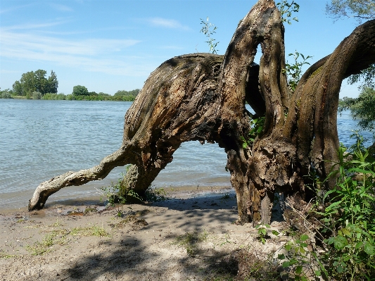 Baum natur rock wildnis
 Foto