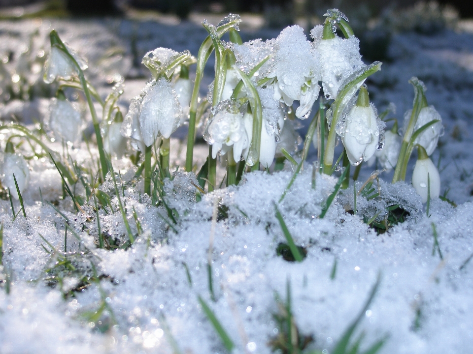 自然 分支 雪 冬天