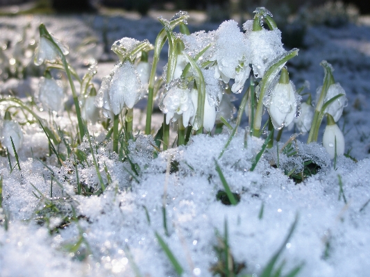 Nature branch snow winter Photo