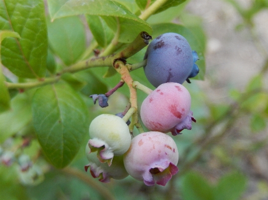 Photo Bifurquer fleurir usine fruit