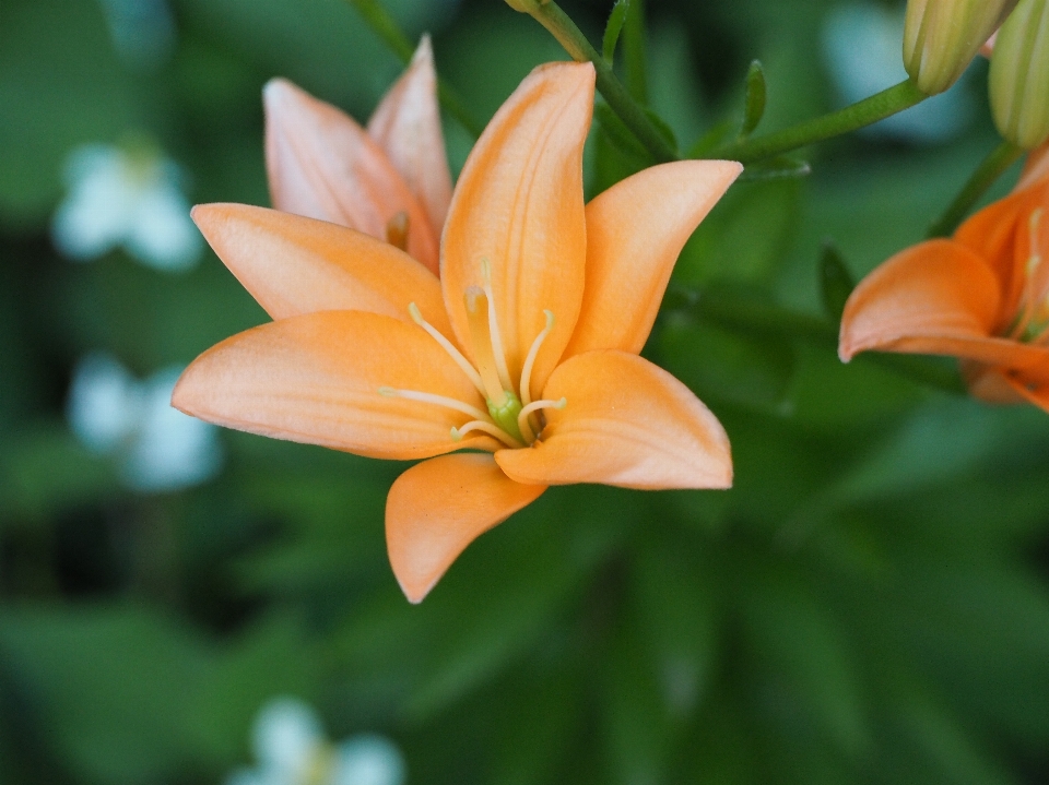 自然 花 植物 葉