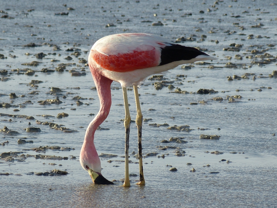 Natureza pássaro deserto animais selvagens