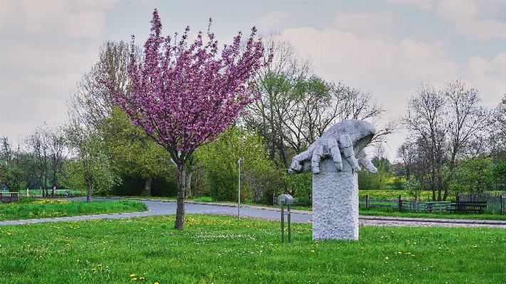 Tree grass blossom plant Photo