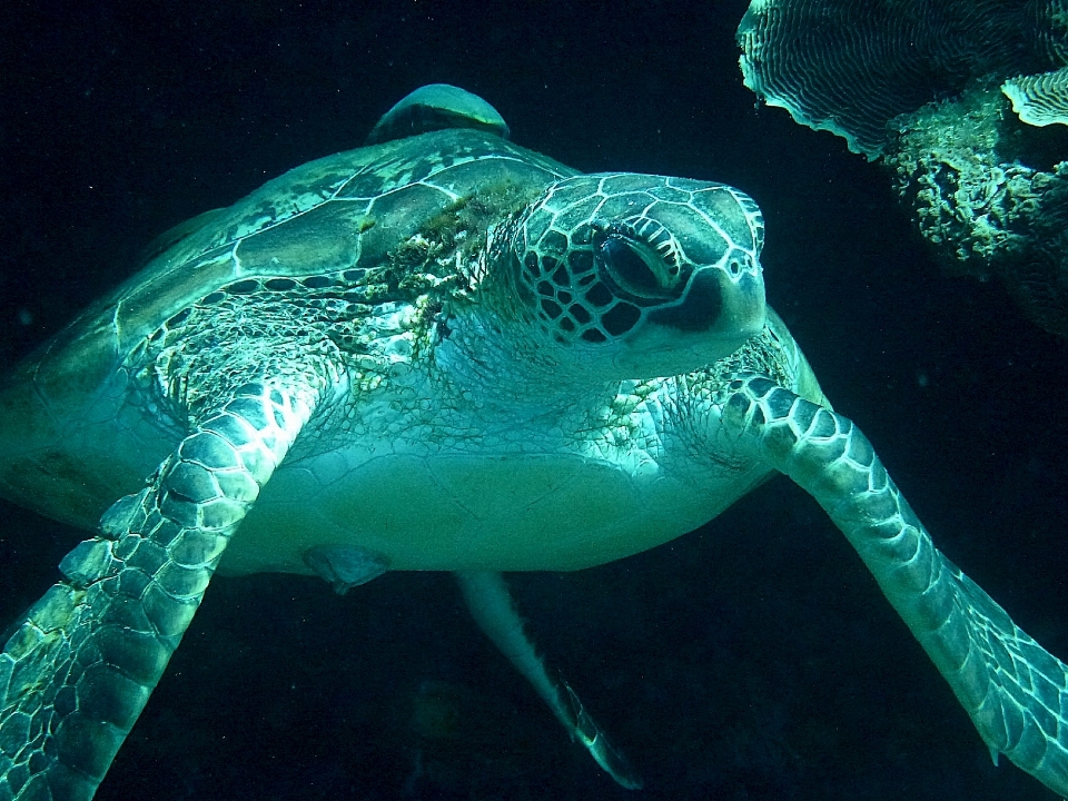 Mar animal submarino biología