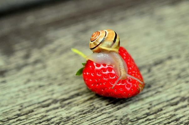 Hand leaf flower animal Photo