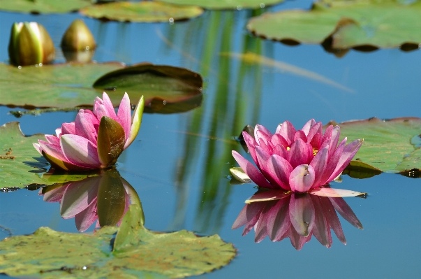 Tree water nature blossom Photo