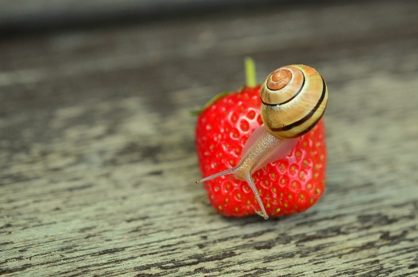 Hand ring flower animal Photo