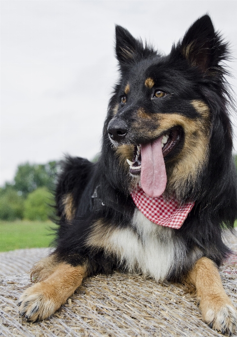 Vista perro animal collie
