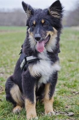 Foto Anjing satwa peliharaan bulu