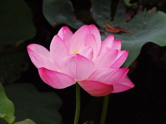 Plant flower petal botany Photo