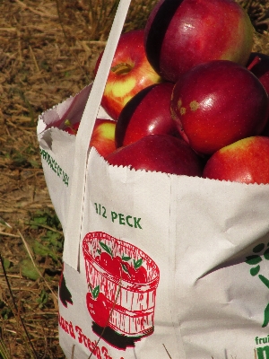 Apple nature plant fruit Photo