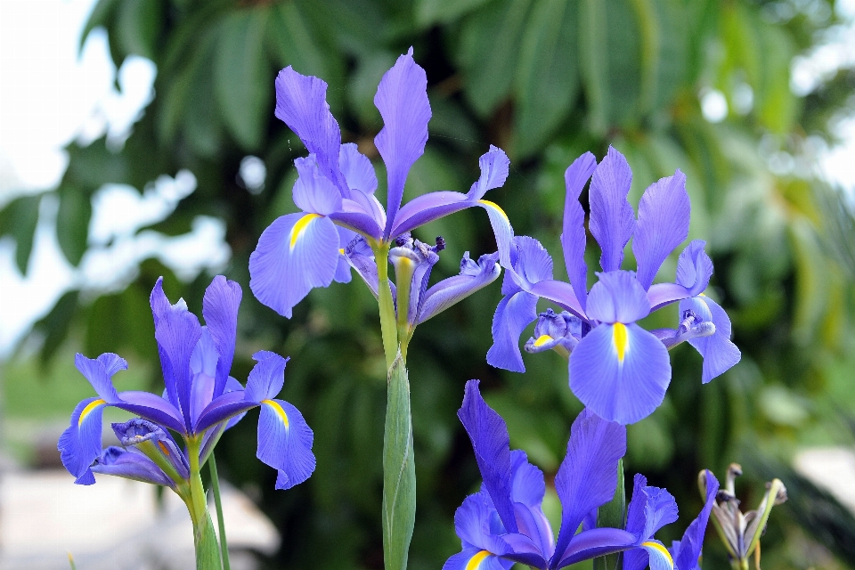 Anlage blume botanik
 blau