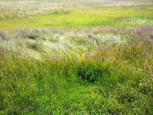 Foto Paisaje naturaleza césped pantano
