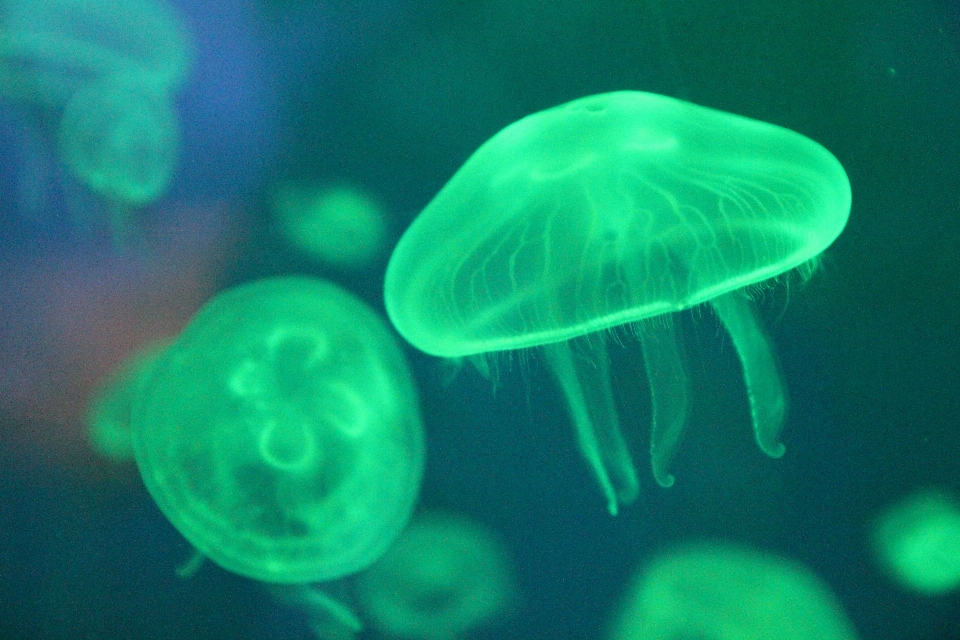 海 生物学 海蜇 无脊椎动物