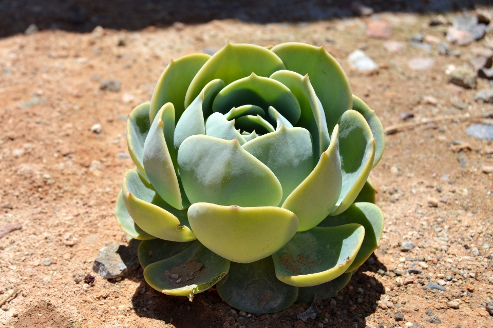 自然 花 植物 接地