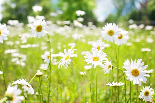 Nature grass outdoor blossom Photo