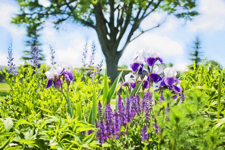 Nature grass plant field