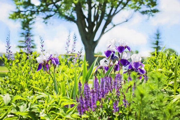 Nature grass plant field Photo