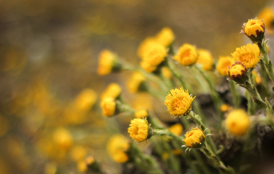 Naturaleza florecer planta prado
