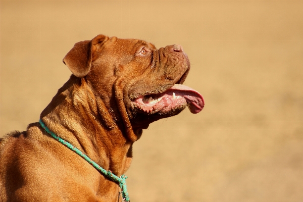 Foto Anjing mamalia moncong
 bertulang belakang
