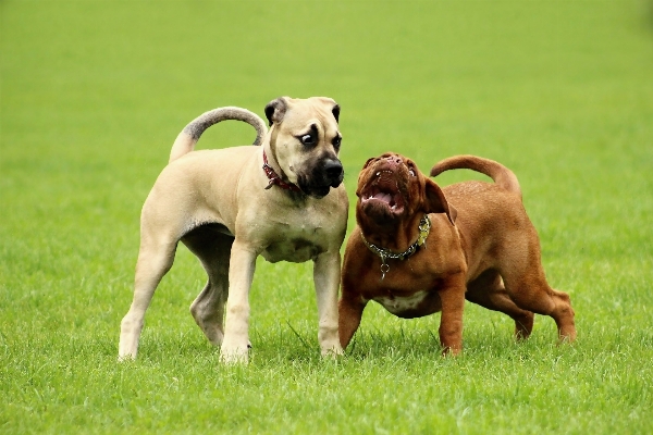 Foto Cane mammifero vertebrato
 grande