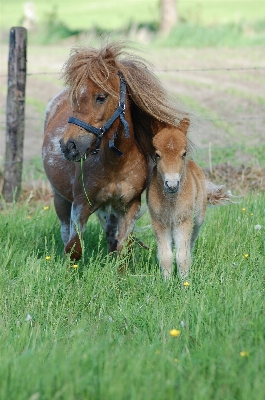 Grass meadow prairie sweet Photo