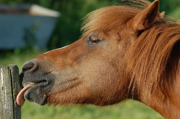 Nature grass animal pasture Photo