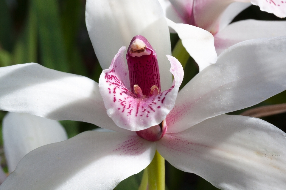 Florecer planta blanco flor