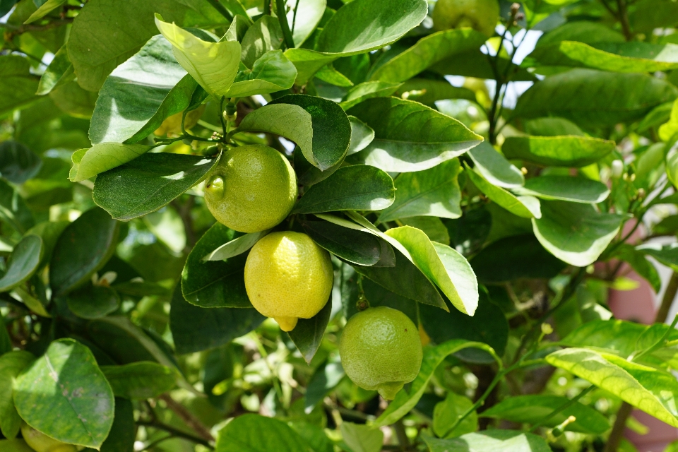 árbol planta fruta flor