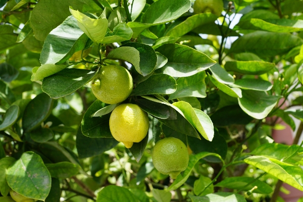 Tree plant fruit flower Photo