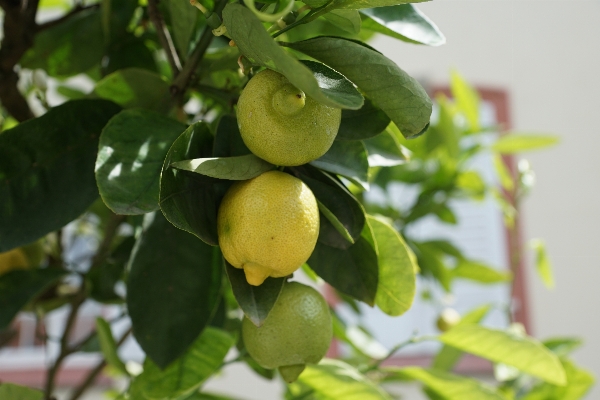 Tree branch plant fruit Photo