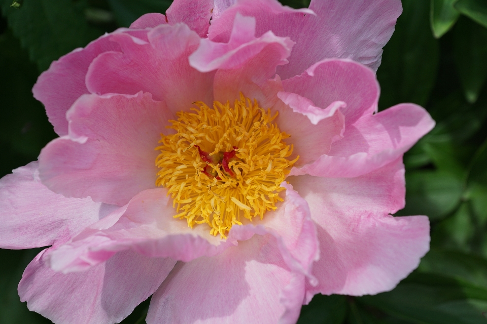 Natur blüte anlage blume