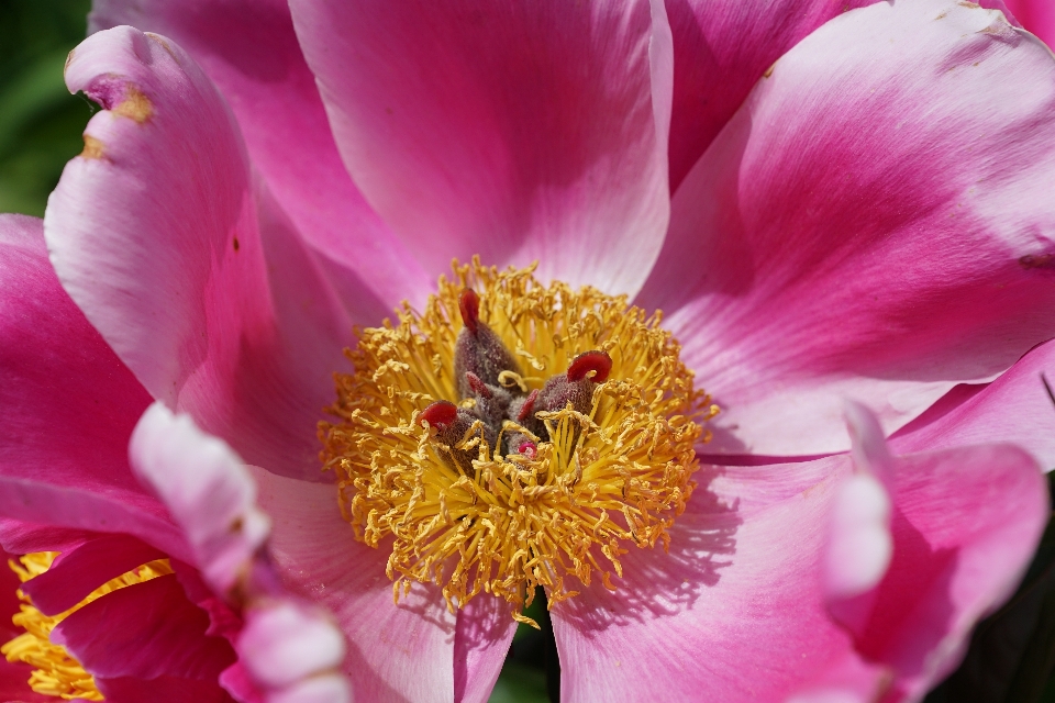 Nature blossom plant flower