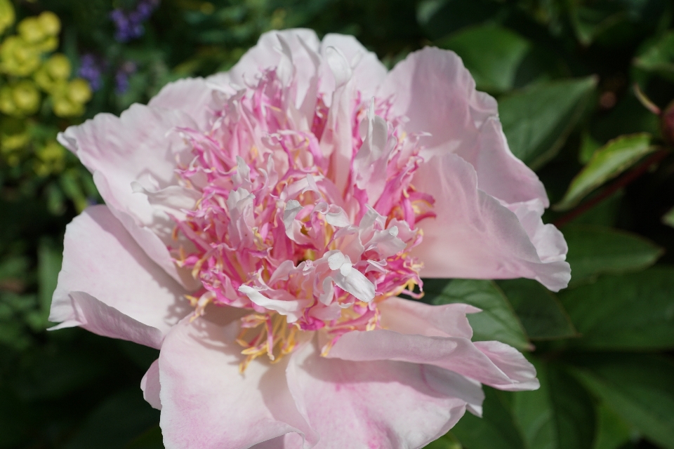 Natur blüte anlage blume