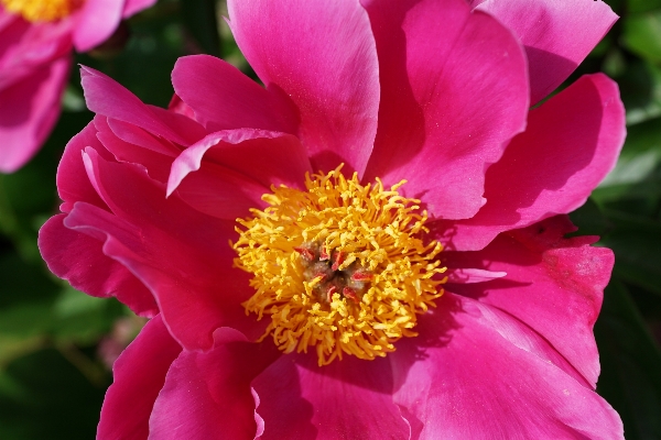 Nature blossom plant flower Photo