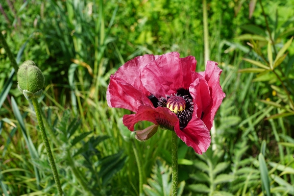 Photo Nature herbe fleurir usine