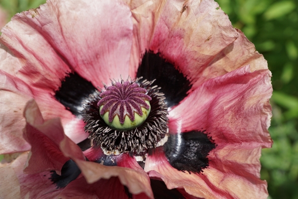 Nature blossom plant flower Photo