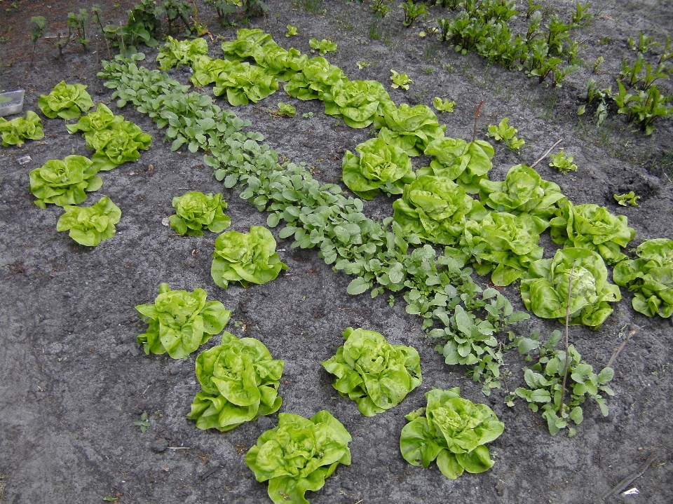 花 食物 草本植物 生产