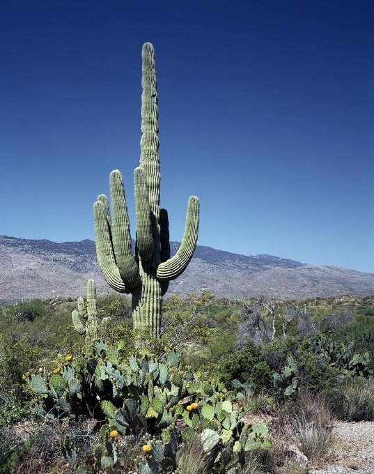 Paysage région sauvage
 montagne cactus
