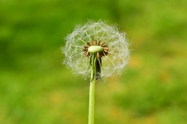 Nature grass blossom plant Photo