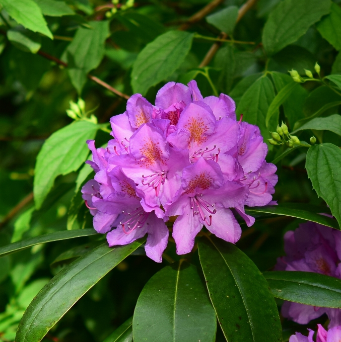 Pianta fiore viola cespuglio