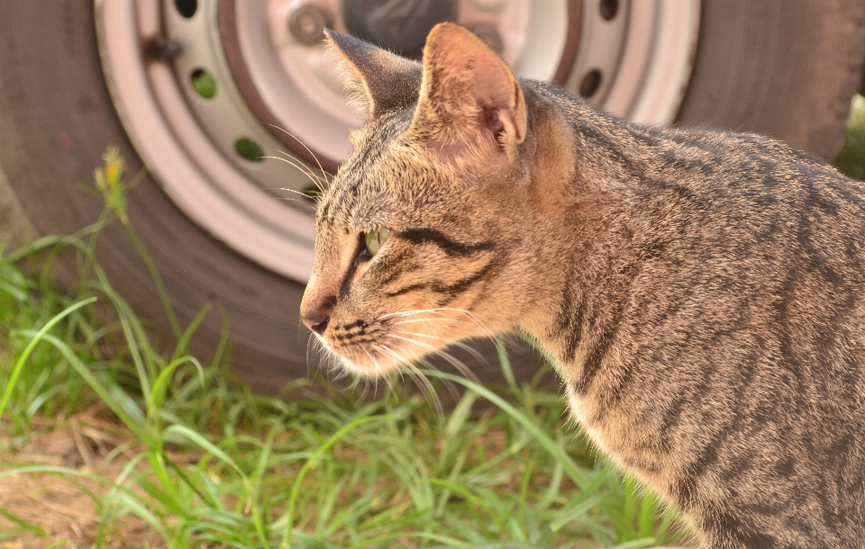 かわいい 野生動物 ペット 毛皮