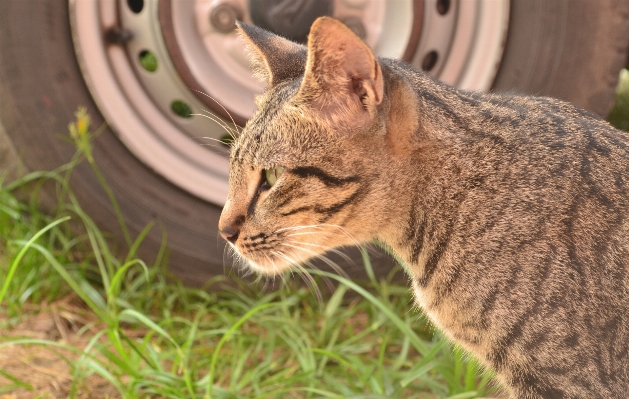 Cute wildlife pet fur Photo