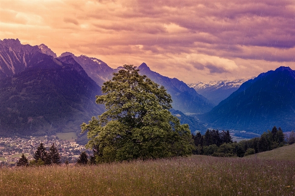 Landscape tree nature wilderness Photo