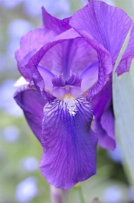 Foto Natura fiore pianta viola