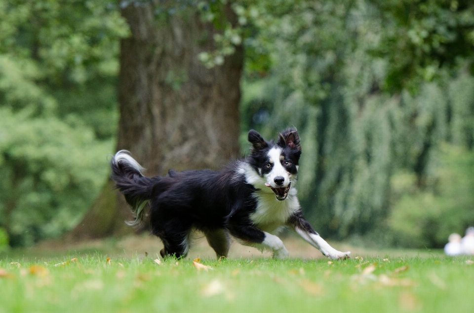 Anjing mamalia collie perbatasan
 bertulang belakang
